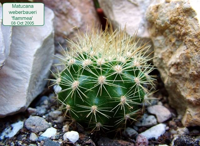 Matucana _weberbaueri 'flammea' 01